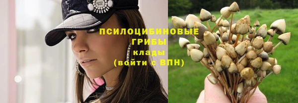 крисы Новокубанск