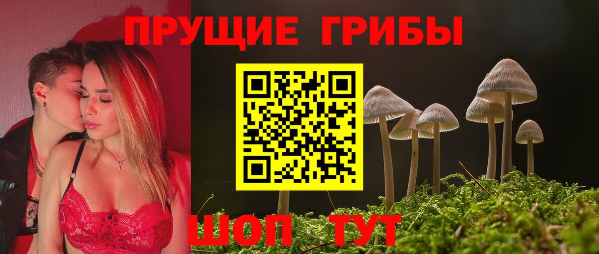 Псилоцибиновые грибы GOLDEN TEACHER  цена   Тосно  Галлюциногенные грибы Magic Shrooms  Вход с VPN 